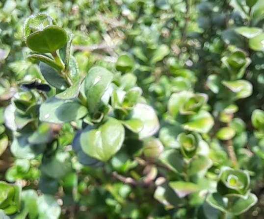 Dyschoriste setigera fast branch